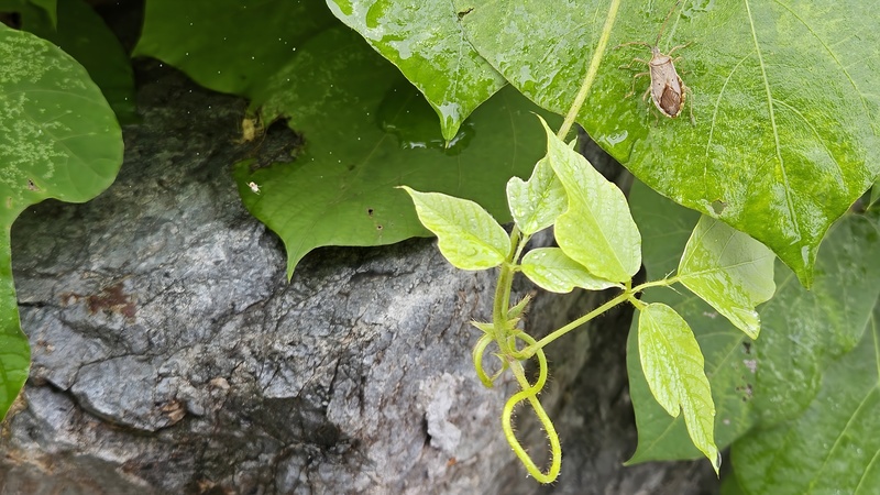 20251004 131932 두점배허리노린재 (Homoeocerus unipunctatus).jpg