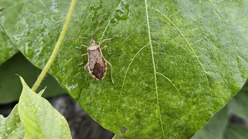 20251004 131939 두점배허리노린재 (Homoeocerus unipunctatus).jpg