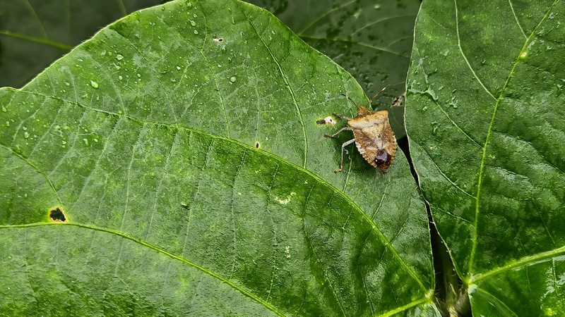 20251004 132208 네점박이노린재 (Homalogonia obtusa obtusa).jpg