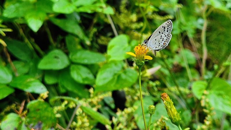 20251004 133853 먹부전나비 (Tongeia fischeri).jpg