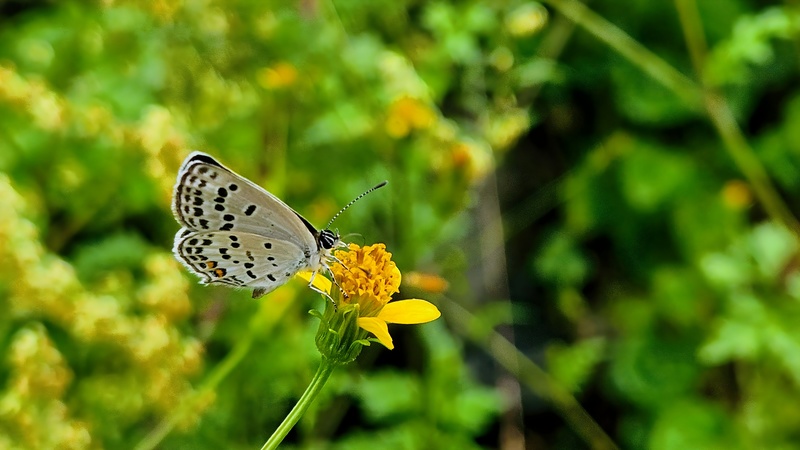 20251004 133921 먹부전나비 (Tongeia fischeri).jpg