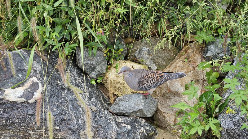 20251004 135600 멧비둘기 (Streptopelia orientalis).jpg