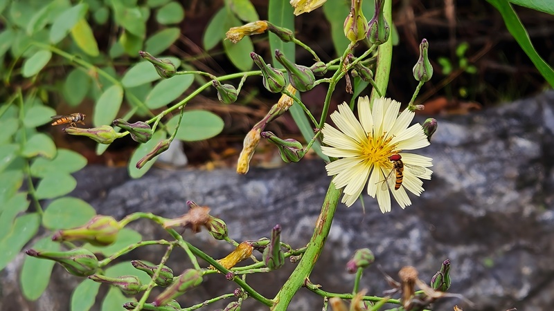 20251004 140353 호리꽃등에 (Episyrphus balteatus).jpg