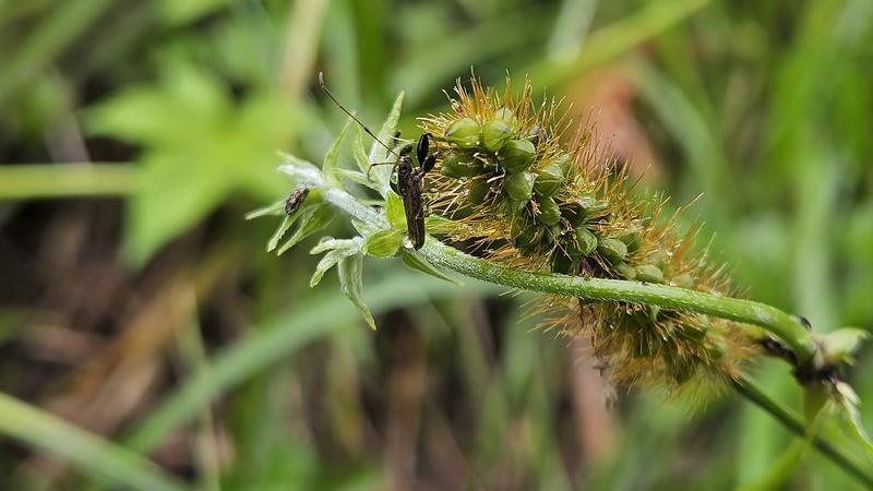 20251004 142510 더듬이긴노린재 (Pachygrontha antennata).jpg