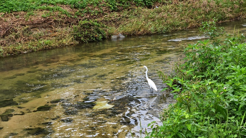 20251004 143531 중대백로 (Ardea alba modesta).jpg