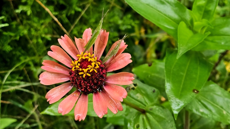 20251006 075357 섬서구메뚜기 (Atractomorpha lata).jpg