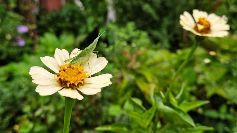 20251006 075727 섬서구메뚜기(Atractomorpha lata).jpg
