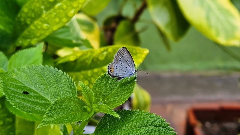 20251006 075846 암먹부전나비 (Cupido argiades).jpg