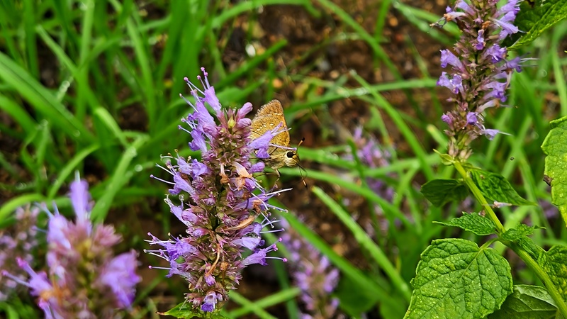 20251006 092208 줄점팔랑나비 (Parnara guttata).jpg
