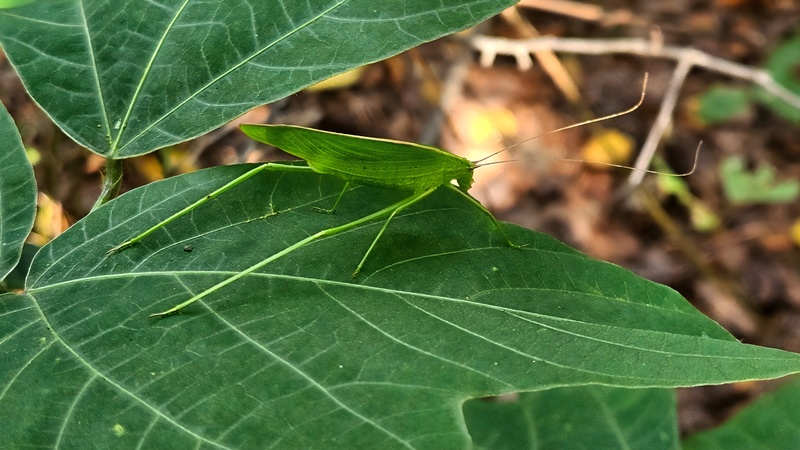 20251010 113019 (Ducetia japonica).jpg