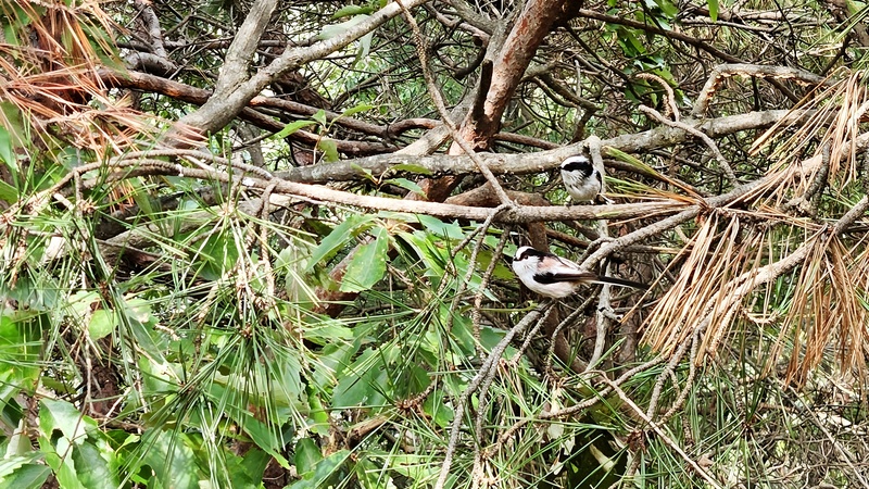 20251010 121002 cropped 오목눈이 (Aegithalos caudatus).jpg