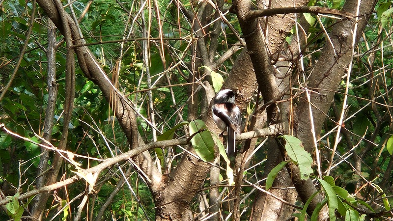 20251010 121117 오목눈이 (Aegithalos caudatus).jpg