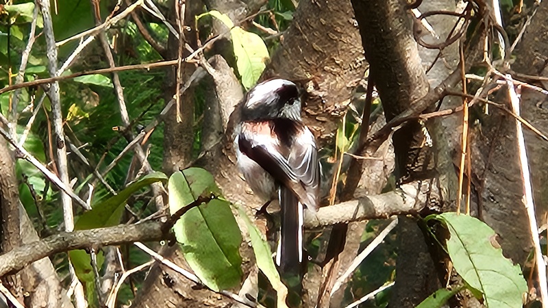 20251010 121117 cropped 오목눈이 (Aegithalos caudatus).jpg