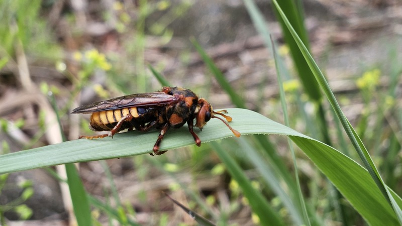 20250423 084601 수중다리잎벌 (Cimbex femoratus).jpg