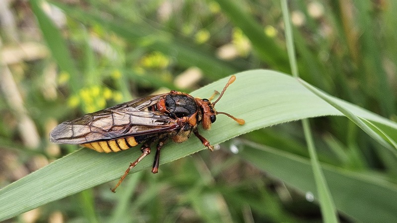 20250423 084610 수중다리잎벌 (Cimbex femoratus).jpg