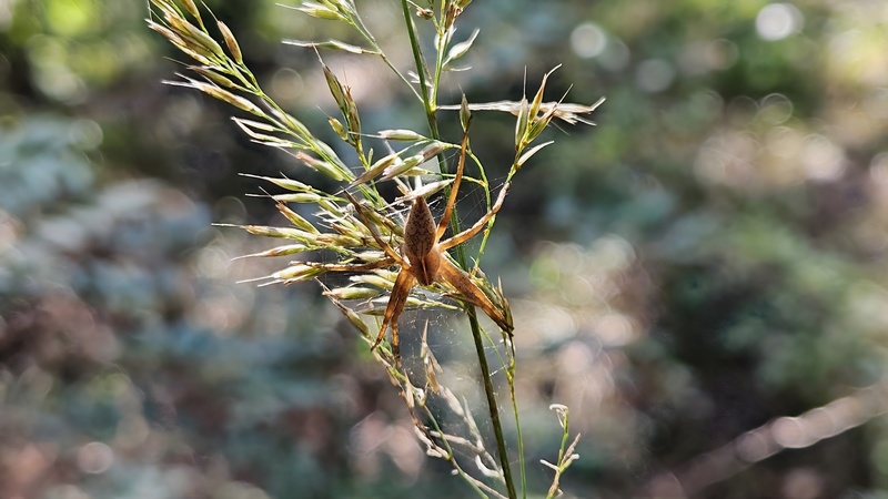 20251010 130036 아기늪서성거미 (Pisaura lama).jpg