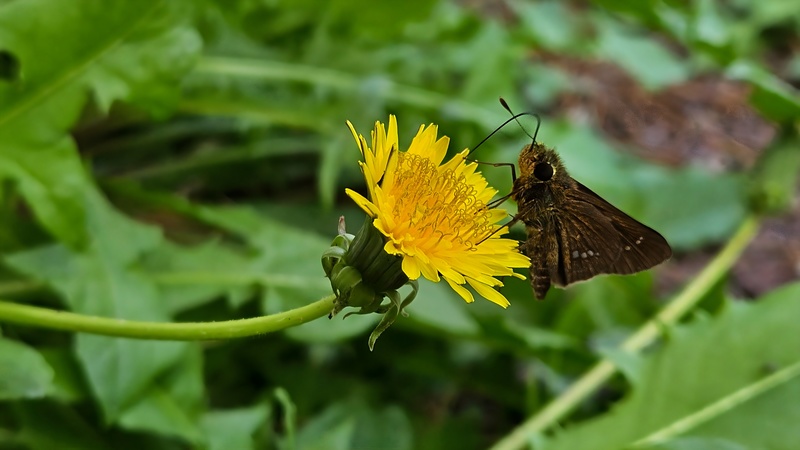 20251011 113332 줄점팔랑나비 (Parnara guttata).jpg