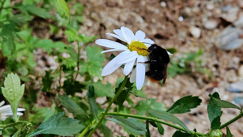 20251011 131542 호박벌 (Bombus ignitus).jpg