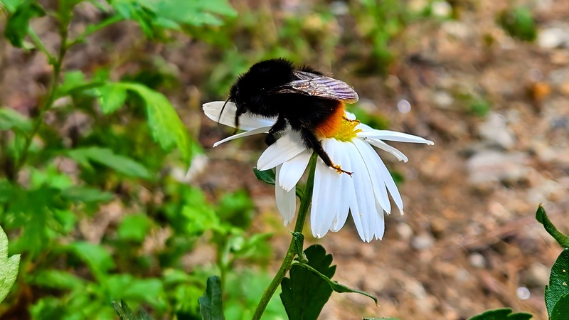 20251011 131550-EFFECTS 호박벌 (Bombus ignitus).jpg
