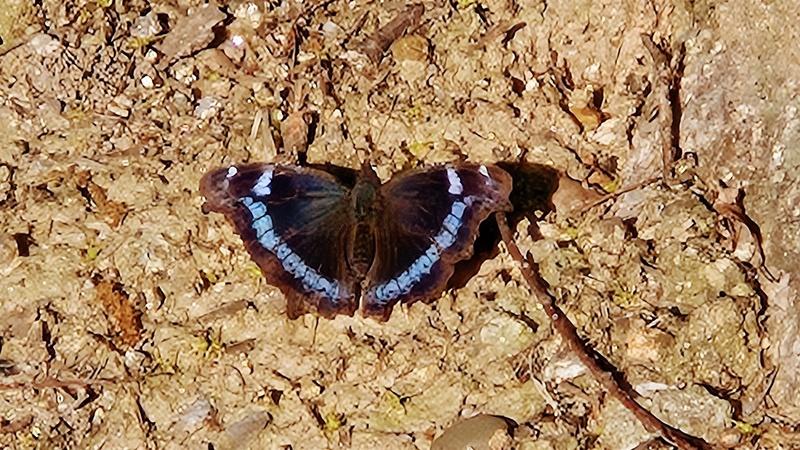 20250426 163551 청띠신선나비 Kaniska canace.jpg