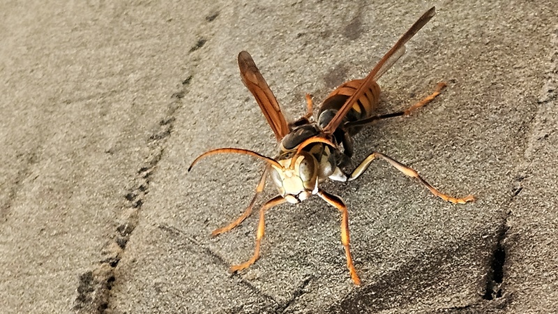 20251011 132352 cropped 쌍살벌 왕바다리(추정).jpg