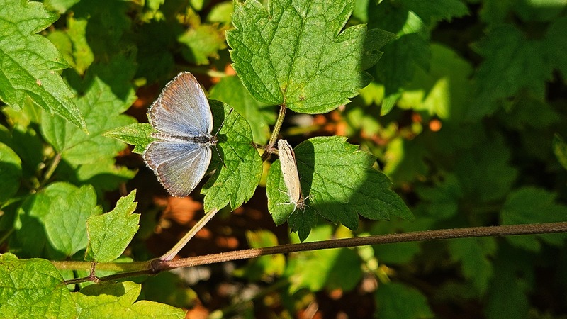 20251011 141547 푸른부전나비 (Celastrina argiolus).jpg