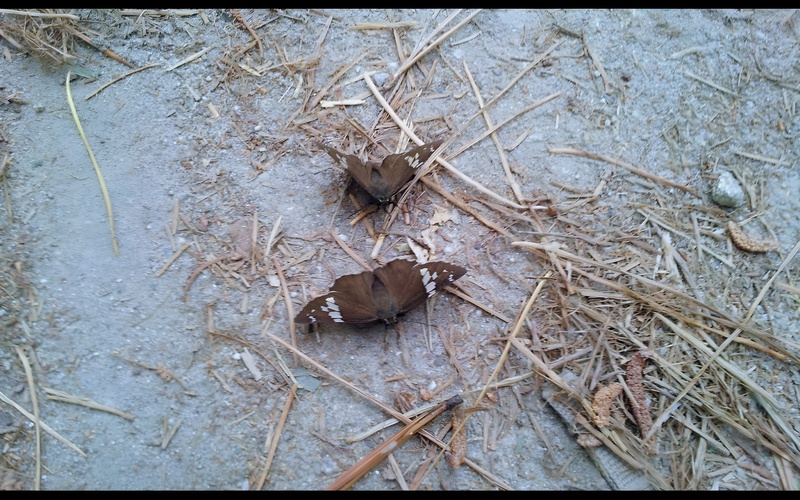 20120624 132049 왕팔랑나비 (Lobocla bifasciata).JPG