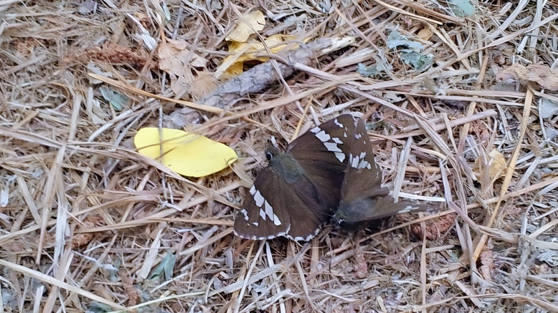 20120624 132026 cropped 왕팔랑나비 (Lobocla bifasciata).JPG