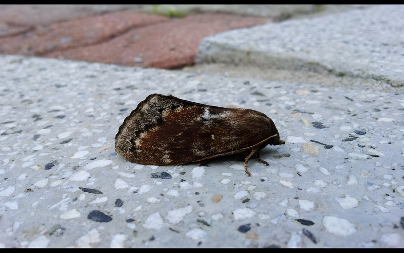 20120619 074338 솔나방 (Dendrolimus spectabilis).JPG