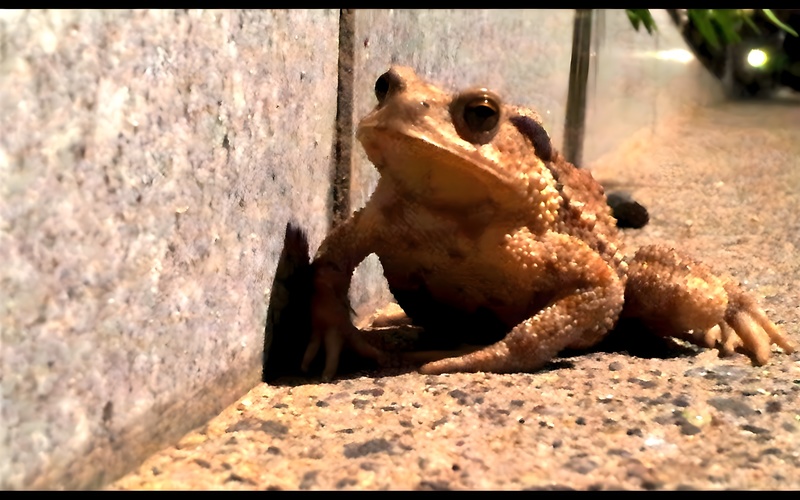 20120608 210749 두꺼비 Bufo gargarizans.JPG