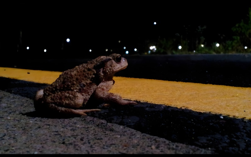 20120608 204820 두꺼비 Bufo gargarizans.JPG