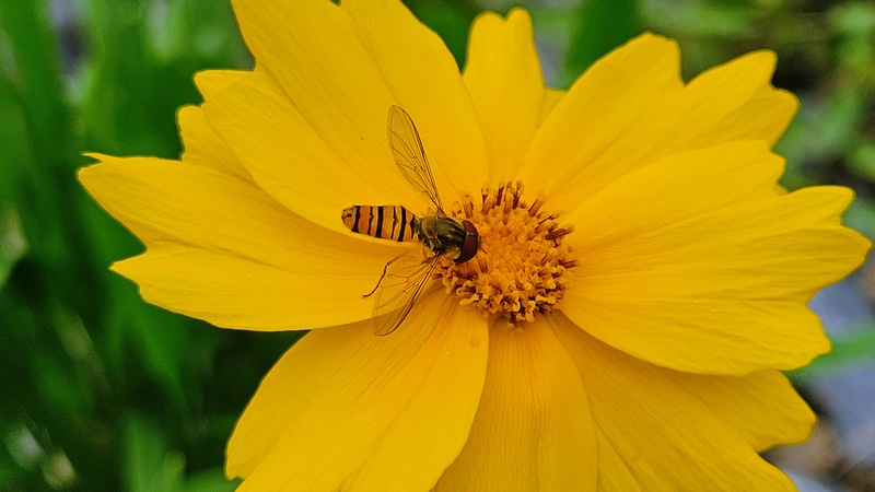 20251012 113746 호리꽃등에 (Episyrphus balteatus).jpg