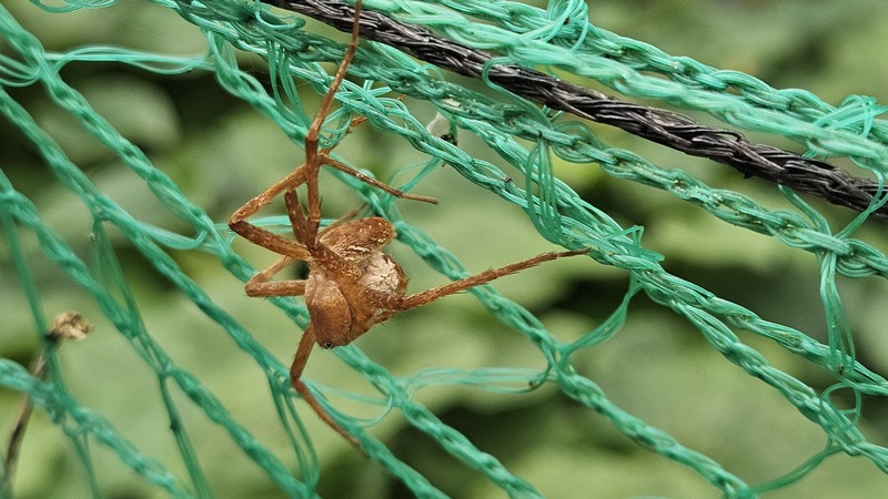 20251012 121053 황닷거미 (Dolomedes sulfureus).jpg