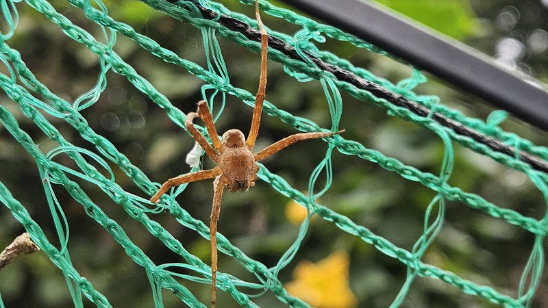 20251012 121106 황닷거미 (Dolomedes sulfureus).jpg