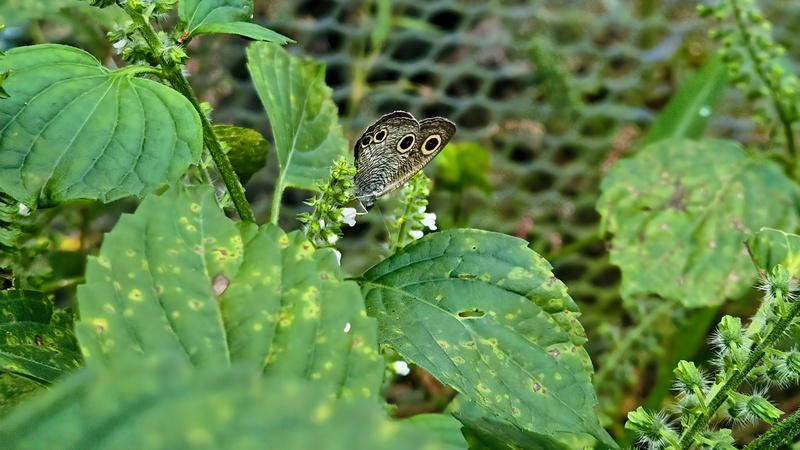 20251012 122010 석물결나비 (Ypthima motschulskyi).jpg