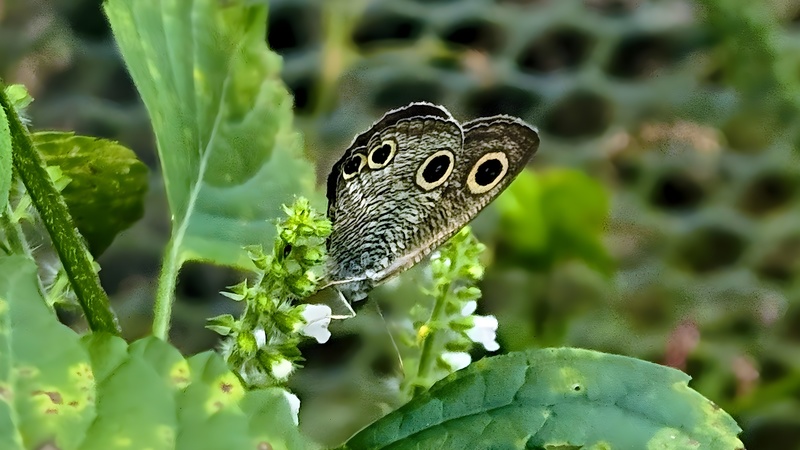 20251012 122010 cropped 석물결나비 (Ypthima motschulskyi).jpg