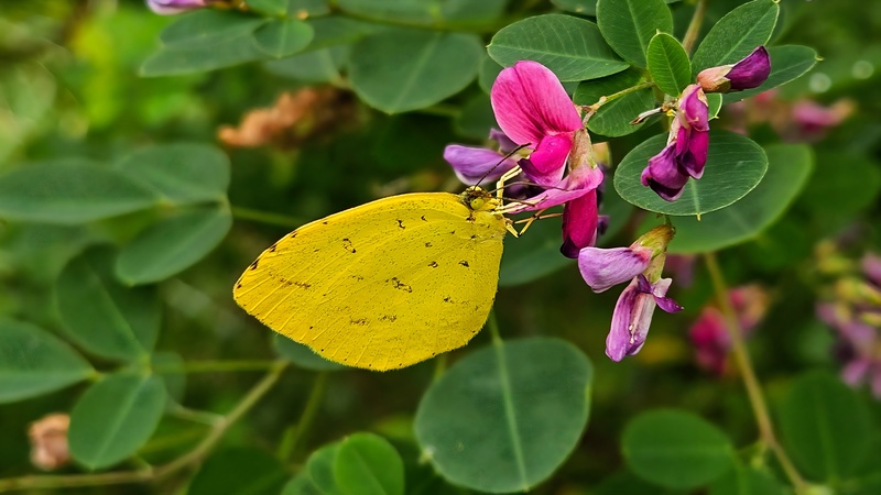 20251012 122800 남방노랑나비(Eurema hecabe).jpg