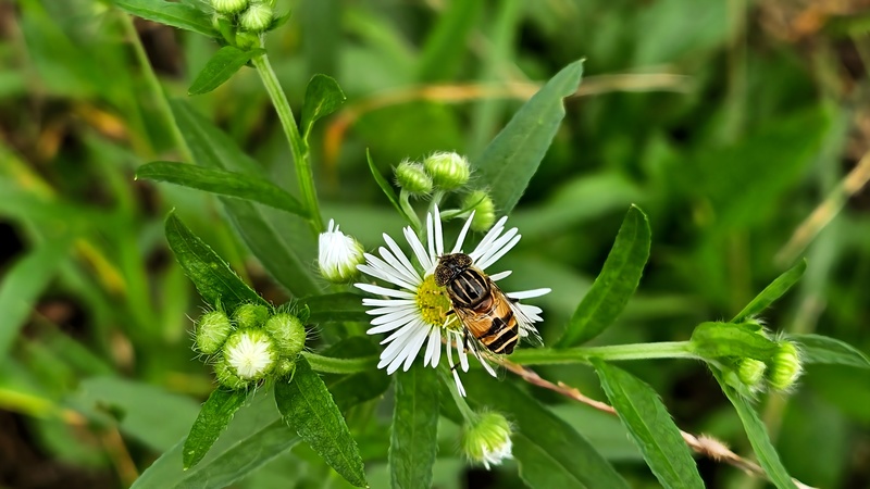 20251012 122851 오줄루리꽃등에 (Eristalinus quinquestriatus).jpg