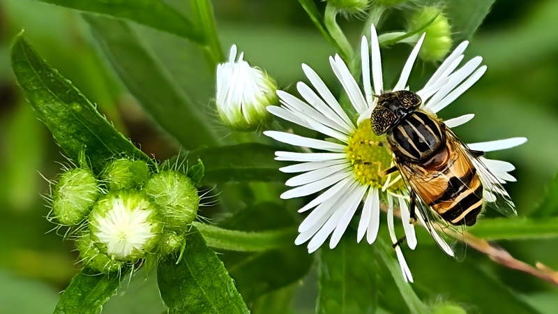 20251012 122851 cropped 오줄루리꽃등에 (Eristalinus quinquestriatus).jpg