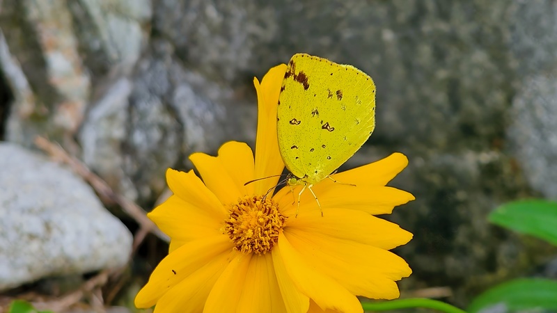 20251012 123210 남방노랑나비 (Eurema hecabe).jpg