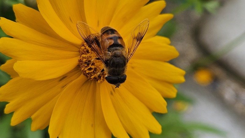 20251012 123437 꽃등에 (Eristalis tenax).jpg