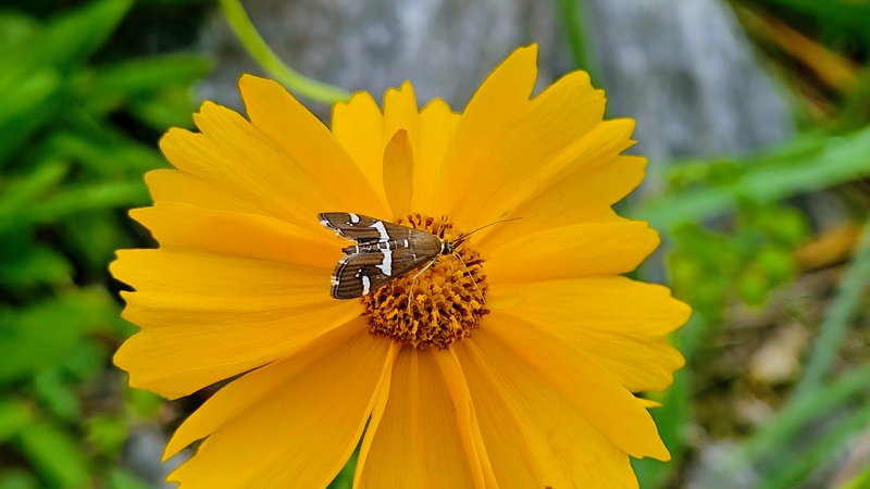 20251012 123516 흰띠명나방 (Spoladea recurvalis).jpg