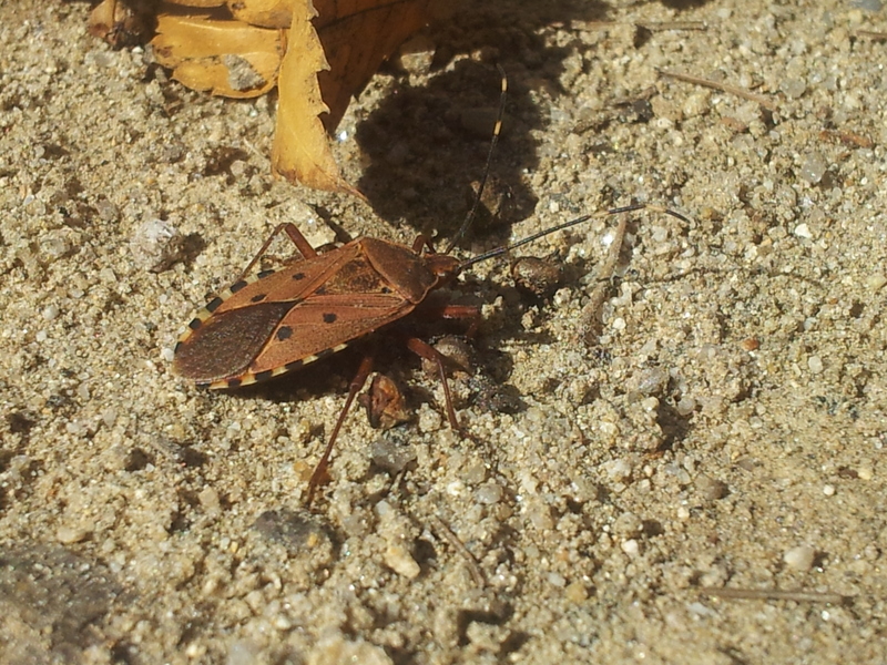 20131117 120103 두쌍무늬노린재 (Urochela quadrinotata).jpg