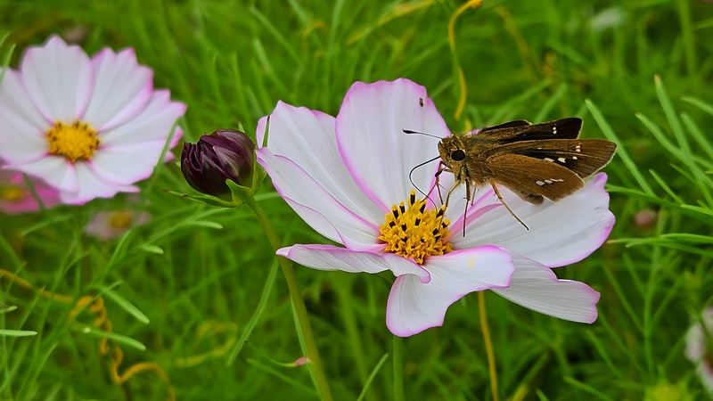 20251012 124553 줄점팔랑나비 (Parnara guttata).jpg