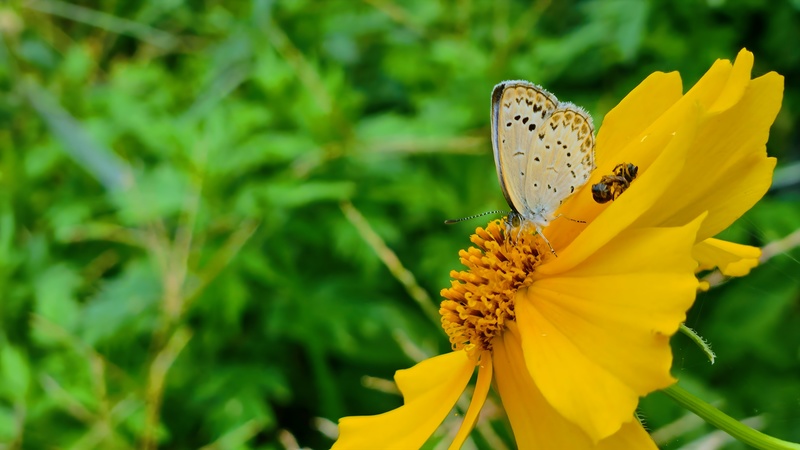 20251012 125024 남방부전나비 (Pseudozizeeria maha).jpg