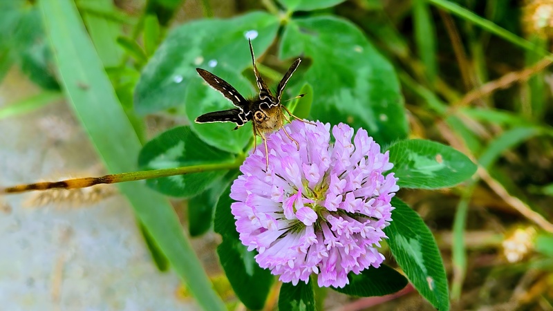 20251012 132252 줄점팔랑나비 (Parnara guttata).jpg