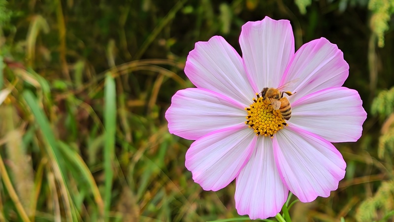 20251012 133215 양봉꿀벌 (Apis mellifera).jpg