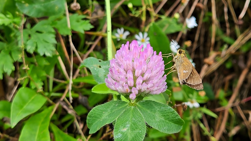 20251012 134746 줄점팔랑나비 (Parnara guttata).jpg