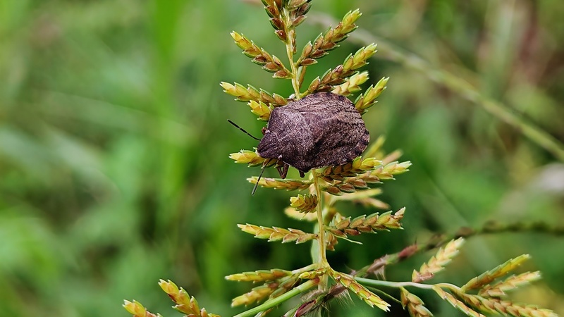 20251012 135004 도토리노린재 (Eurygaster testudinaria).jpg