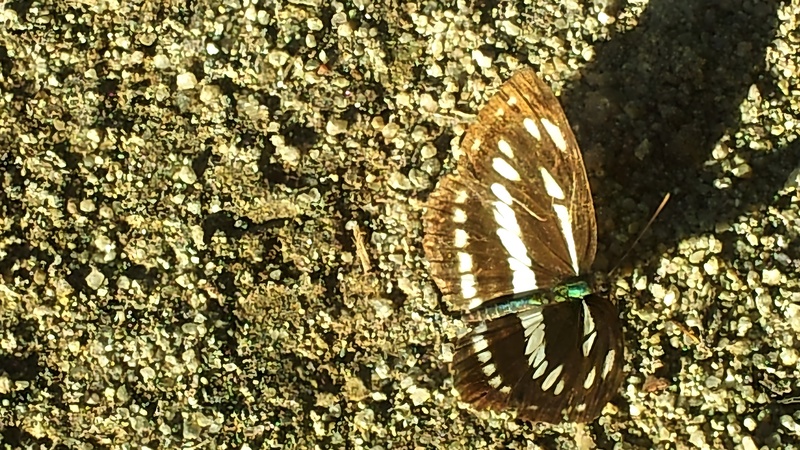 20131004 162636 croppd 애기세줄나비 (Neptis sappho).jpg